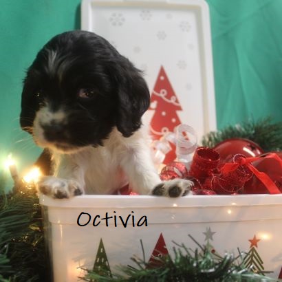 puppy, for, sale, Cocker Spaniel, Joe & Cherri  Overlease, dog, breeder, Miller, MO, dog-breeder, puppy-for-sale, forsale, nearby, find, puppyfind, locator, puppylocator, aca